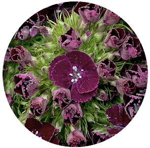 Диантус барбатус Алдо фиолетовый (Aldo Violet)