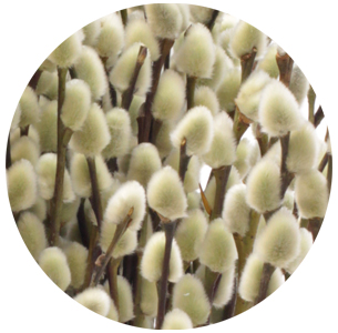 Ива Сноу Флейк (Salix Snow Flake)