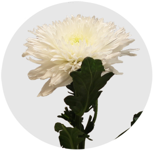 Хризантема одноголовая Калимба (Kalimba)