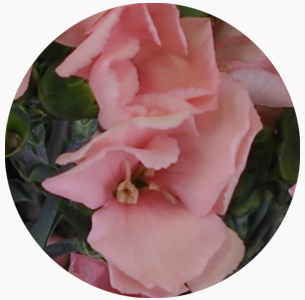 Гвоздика кустовая Соломио Кас (Dianthus Solomio Cas)