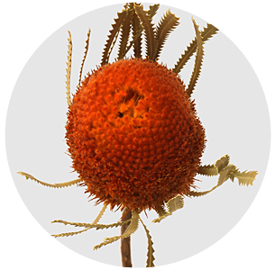 Банксия Хукериана крашеная оранжевая (Banksia orange)