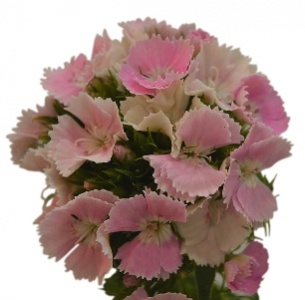 Диантус барбатус розовый