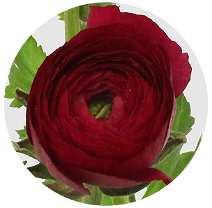 Ранункулус Клуни темно-розовый (Clooney Dark Pink)