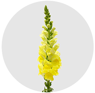 Антирринум желтый