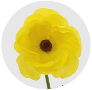 Ранункулус Баттерфляй жёлтый (Butterfly Yellow)