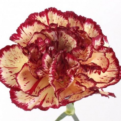 Гвоздика стандарт Тундра (Tundra)