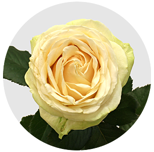 Роза Мейер (Meijer)