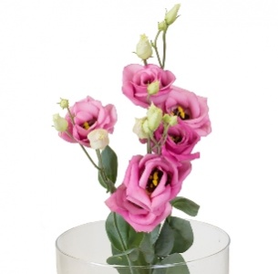 Лизиантус Розита розовый (Rosita pink)