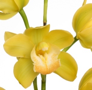 Цимбидиум мини желтый