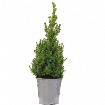 Пицея абиес коника (Picea abies conica)