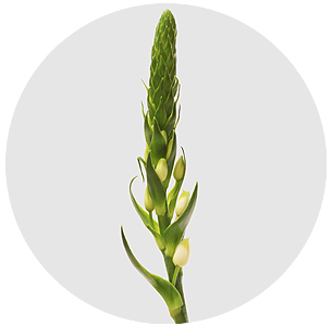 Орнитогалум Дик белый (Dik white)