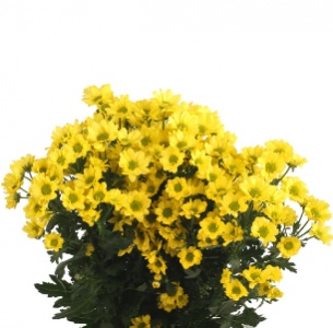 Хризантема кустовая Сантини Мадиба желтая (Santini Madiba yellow)