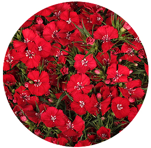 Диантус барбатус Свит Уилл Скарлет (Sweet Will Scarlet)