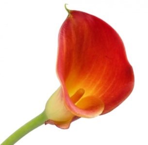 Калла Манго (Mango)