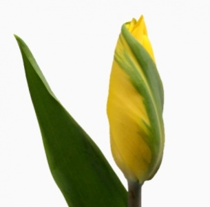 Тюльпан желтый (yellow)