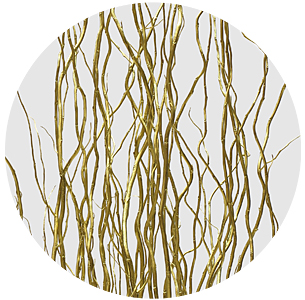 Корилус крашеный золотой (Gold)