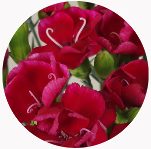 Гвоздика кустовая Соломио Сем (Dianthus Solomio Sem)