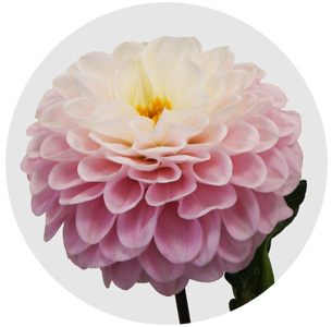 Георгина Визард Оф Оз (Wizard of Oz)