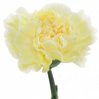 Гвоздика стандарт лимонная