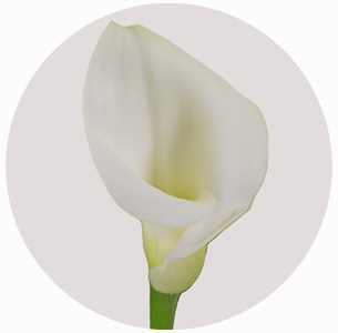 Калла Кристал блаш (Crystal Blush)