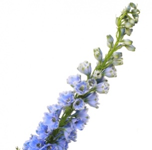 Дельфиниум гибрид голубой