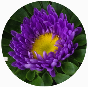 Астра Мацумото пурпурная (Matsumoto purple)