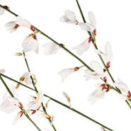 Джинстер белый (white)