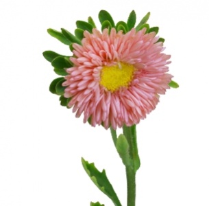 Астра терракотовая