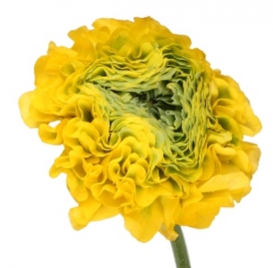 Ранункулус Пон-Пон желтый