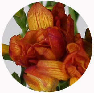 Фрезия оранжевая