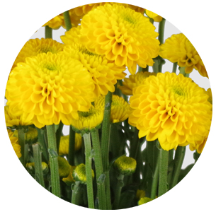  Хризантема кустовая Лимончелло (Limoncello) 
