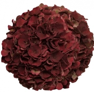 Гортензия бордовая