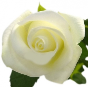 Роза Акито (Akito)