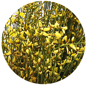 Джинстер жёлтый (yellow)