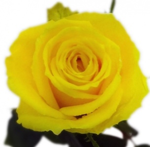 Роза Гуд Таймс (Good Times)