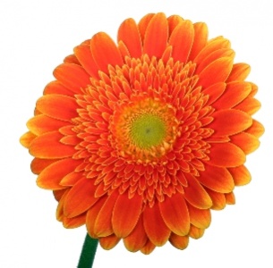 Гербера Самсон (Samson)