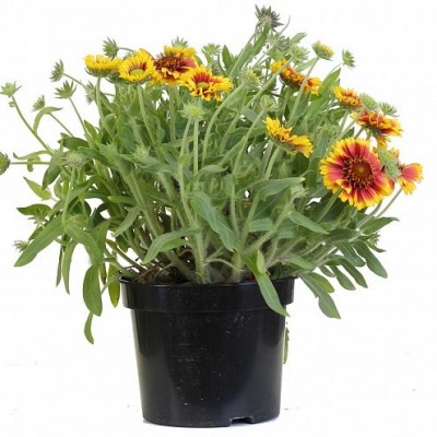 Гайлардия (Gaillardia)