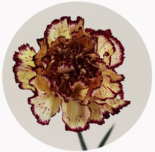  Гвоздика стандарт микс 3