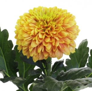 Хризантема одноголовая Дженни оранжевая (Jeanny orange)