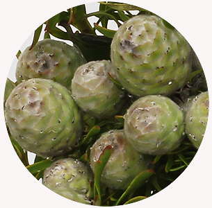 Леукадендрон Джейд пёрл (Jade Pearl)