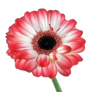 Гербера Сорбет (Sorbet)