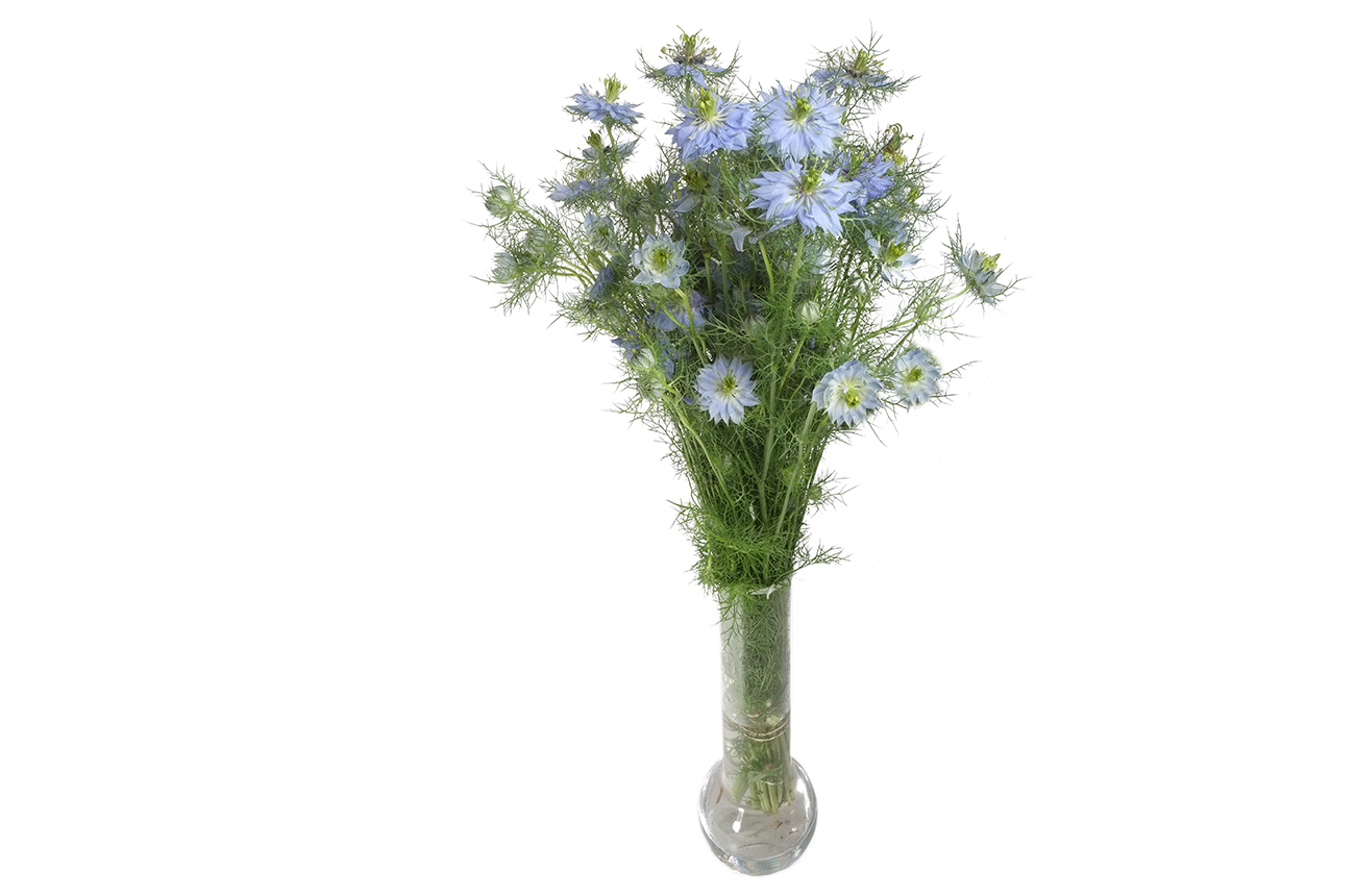 Нигелла голубая