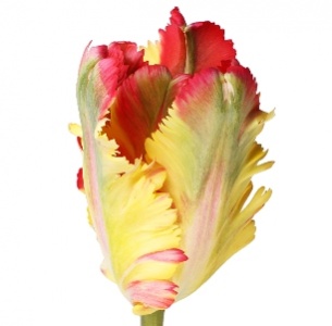 Тюльпан Флэминг Паррот (Flaming Parrot)