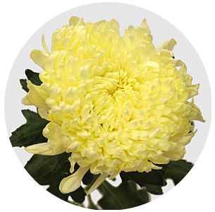 Хризантема одноголовая Россано  (Rossano)