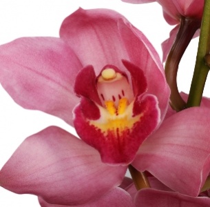 Орхидея Цимбидиум темно-розовая