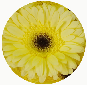 Гербера Панна (Panna)