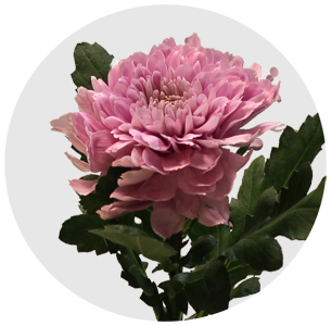 Хризантема одноголовая Андекавер (Undecover)