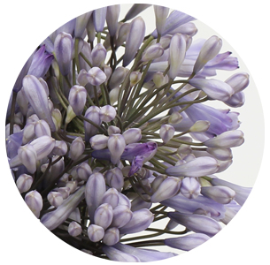 Агапантус сиреневый (милка)