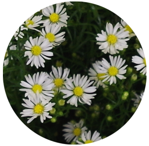 Астра Монте Казино белая