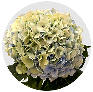 Гортензия Пастель грин (Pastel Green)